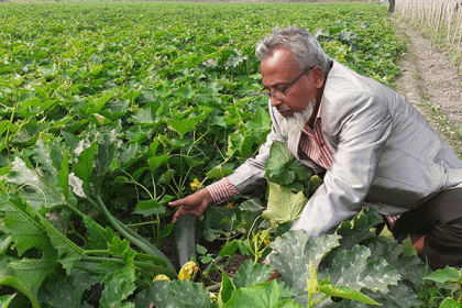 কুমিল্লায় জনপ্রিয় হচ্ছে স্কোয়াশ চাষ