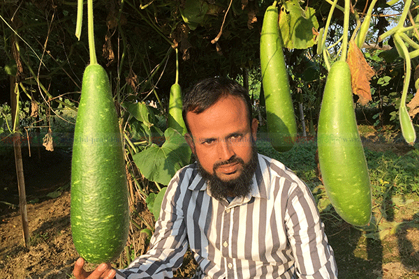 বিষমুক্ত লাউ চাষে বাড়তি আয় 