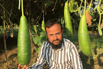 বিষমুক্ত লাউ চাষে বাড়তি আয় 