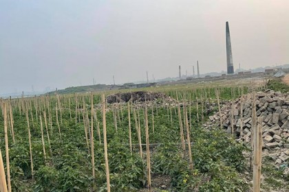 সাভার-আশুলিয়ায় অবৈধ ইটভাটায় বাড়ছে স্বাস্থ্যঝুঁকি, বিপন্ন পরিবেশ