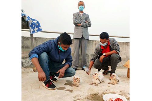 খাবার ও আশ্রয় পেয়েছে লক্ষ্মীপেঁচার চারটি ছানা