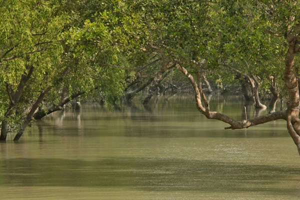 সুন্দরবনে খনন-পুনঃখনন করা হচ্ছে ৮৮টি পুকুর