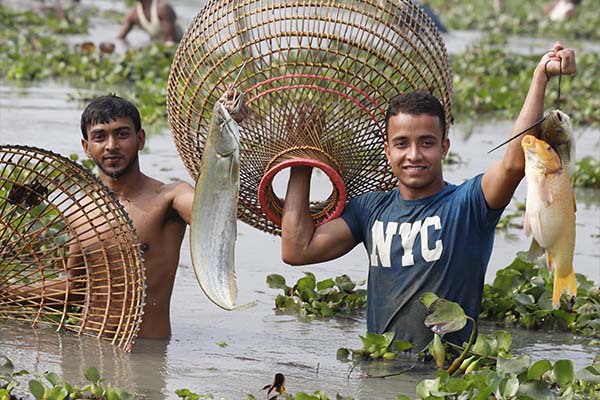 বিশ্বনাথে গ্রামীণ ঐতিহ্যের ‘পলো বাওয়া’ উৎসব