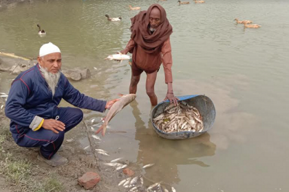 লালপুরে মাছের সঙ্গে এ কেমন শত্রুতা!