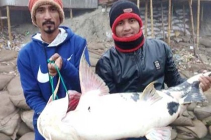 এক বাঘাইড়ের দাম ২২ হাজার!