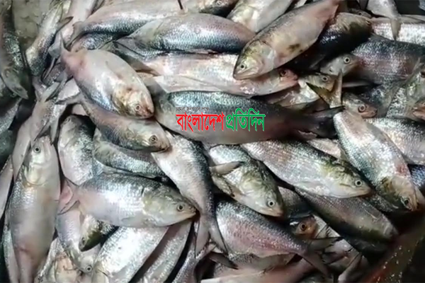
পটুয়াখালীতে ৬ মণ জাটকা ইলিশ জব্দ