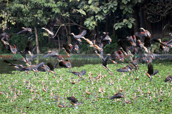 অতিথি পাখিতে রঙিন কুমিল্লার পুকুর-দিঘি 
