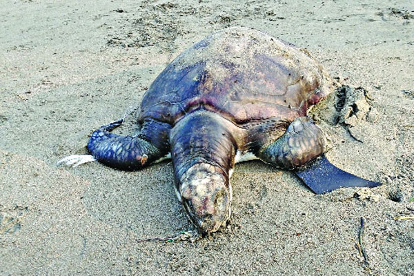 হুমকির মুখে নারিকেল জিনজিরা