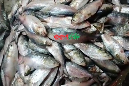 
পটুয়াখালীতে ৬ মণ জাটকা ইলিশ জব্দ