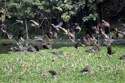 অতিথি পাখিতে রঙিন কুমিল্লার পুকুর-দিঘি 