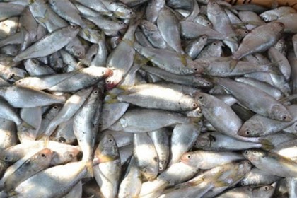 কলাপাড়ায় বাস থেকে জাটকা ইলিশ জব্দ