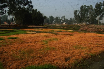 জমির বীজতলার সাথে এ কেমন শত্রুতা!