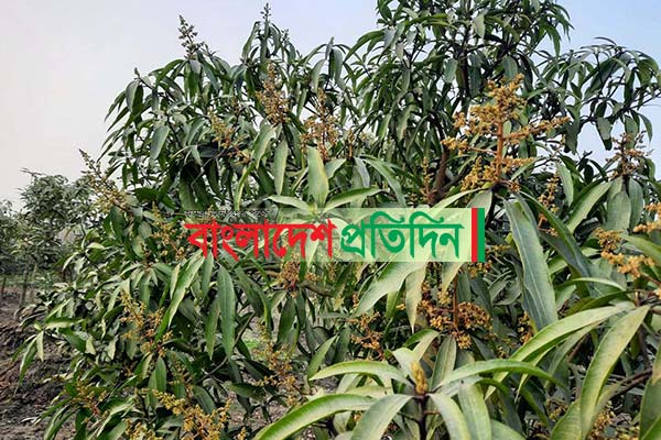 আগাম আমের মুকুলে কৃষকের মুখে হাসির ঝিলিক

