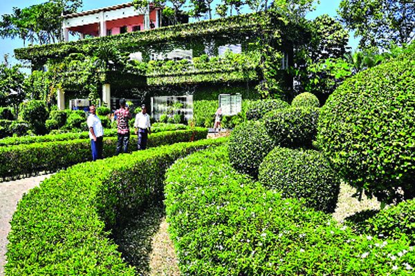 শৈলকুপার নান্দনিক গাছবাড়ি
