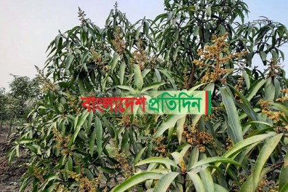 আগাম আমের মুকুলে কৃষকের মুখে হাসির ঝিলিক

