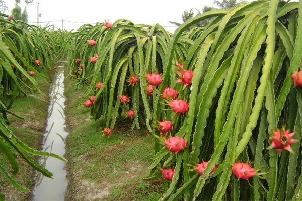 ড্রাগন ফলের নাম বদলে দিল ভারতের গুজরাট রাজ্য