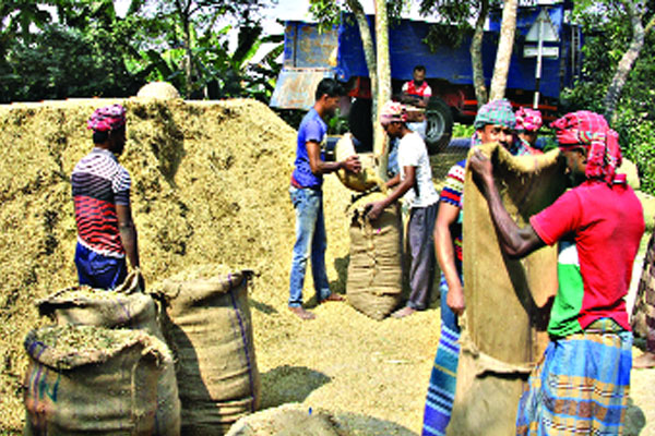 পটুয়াখালীতে আমন ধানের দাম ভালো পেয়ে খুশি কৃষক