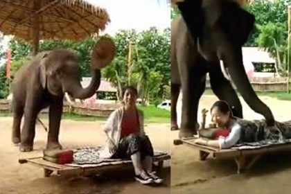 হাতি দিয়ে ম্যাসাজের দৃশ্য ভাইরাল