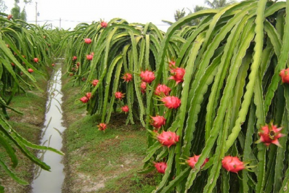 ড্রাগন ফলের নাম বদলে দিল ভারতের গুজরাট রাজ্য
