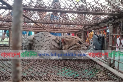মাদারীপুরে লোকালয় থেকে মেছো বাঘ উদ্ধার
