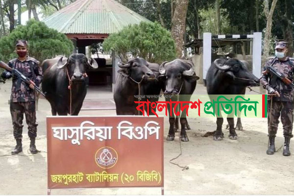 দিনাজপুরে পৃথক অভিযানে সীমান্তে ৯ মহিষ জব্দ
