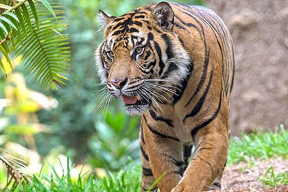 সুন্দরবনের দুই জেলেকে ধরে নিয়ে গেছে বাঘ