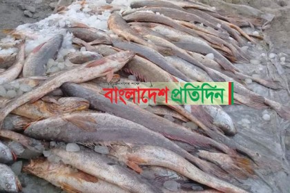 সুন্দরবনের নদীতে মৎস্যজীবীর জালে ৬ লাখ টাকার ভোলা মাছ
