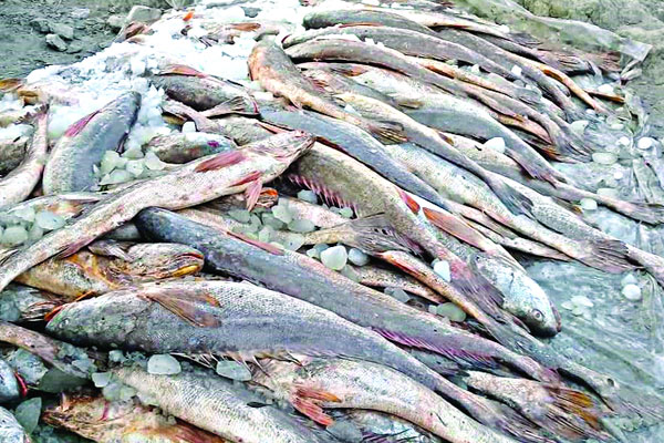 জেলের জালে একঝাঁক ভোলা মাছ, ৬ লাখ টাকায় বিক্রি
