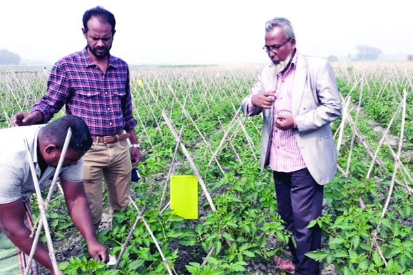 পাঁচ গ্রামের মাঠে বিষমুক্ত সবজি