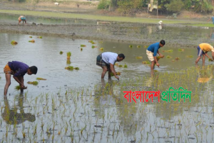 বোরো চাষ নিয়ে কুমিল্লার গ্রামে উৎসবের আমেজ