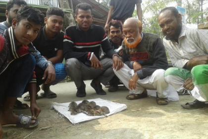 বাউফলে ৬টি মেছো বাঘের ছানা উদ্ধার