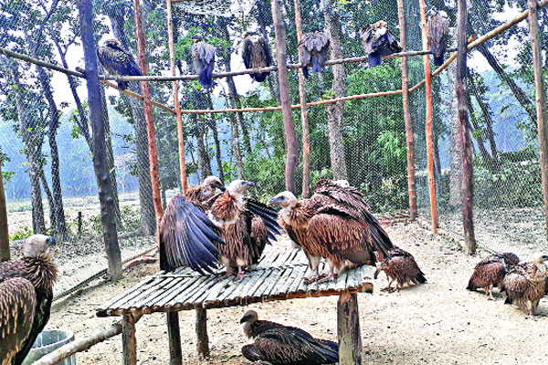 অবমুক্তির অপেক্ষায় ২০ শকুন
