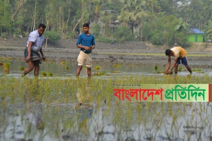 বোরো চাষে ব্যস্ত কুমিল্লার কৃষকরা