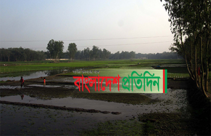 ইছামতি নদীর বুকে ধানসহ বিভিন্ন ফসলের চাষ