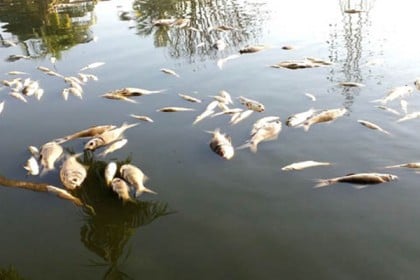 মাছের সাথে এ কেমন শত্রুতা!