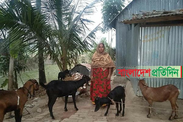 ভাঙ্গায় ছাগল পালন করে স্বাবলম্বী গৃহবধূ সুমী