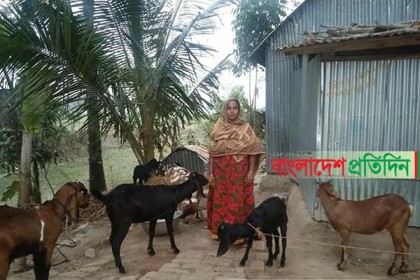 ভাঙ্গায় ছাগল পালন করে স্বাবলম্বী গৃহবধূ সুমী