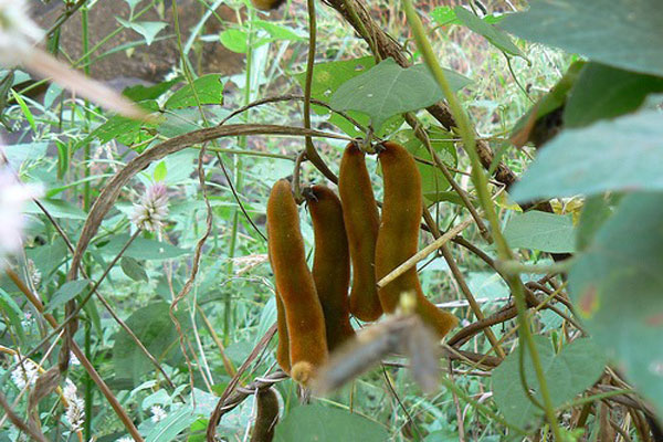 ভোটের মাঠে নতুন অস্ত্র ‘বিলাই খামচি’ 

