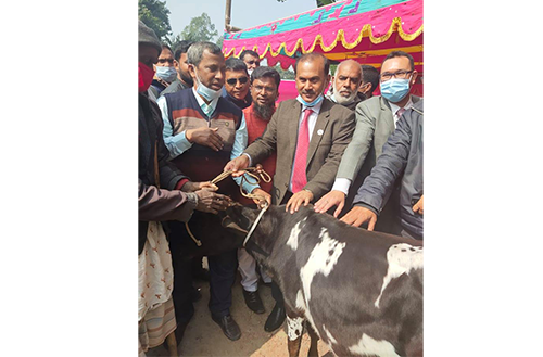রায়গঞ্জে আদিবাসীদের মধ্যে ক্রসব্রিড বকনা বিতরণ