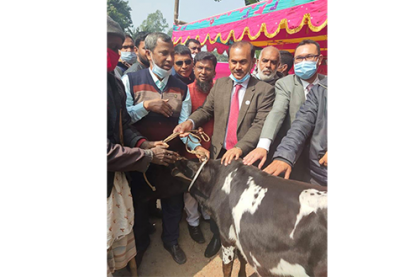 রায়গঞ্জে আদিবাসীদের মধ্যে ক্রসব্রিড বকনা বিতরণ