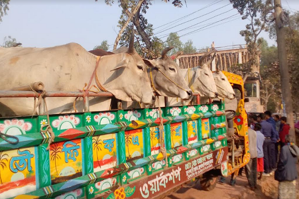 হাতীবান্ধায় অবৈধ পথে আসা ভারতীয় ২৪ গরু আটক