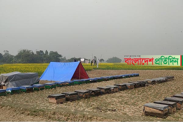 ঠাকুরগাঁওয়ে সরিষা ফুলের মধু চাষে ব্যস্ত মৌ-চাষিরা