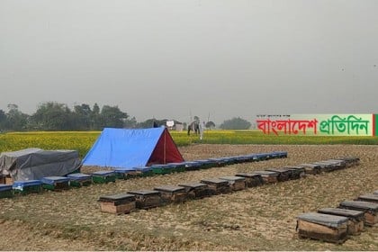 ঠাকুরগাঁওয়ে সরিষা ফুলের মধু চাষে ব্যস্ত মৌ-চাষিরা