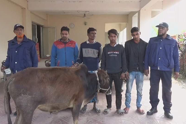 ব্রাহ্মণবাড়িয়ার বিজয়নগরে গরুসহ ৪ চোর আটক