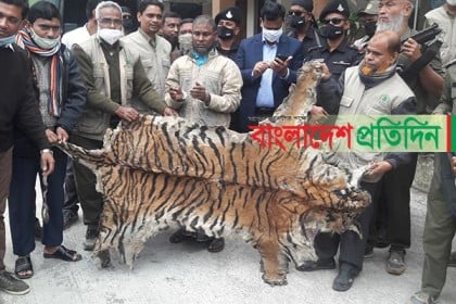 সুন্দরবনে থেমে নেই বাঘ-হরিণ শিকার, নেপথ্যে গডফাদার 