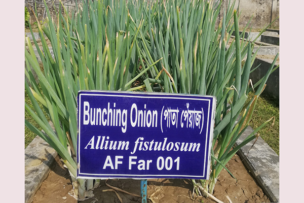 পেঁয়াজের বিকল্প পাতা পেঁয়াজ আবাদ হচ্ছে ফরিদপুরে