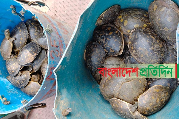 বাসে উদ্ধার ৯০ সিন্ধু কচ্ছপ, অবমুক্ত হল ধর্মসাগরে