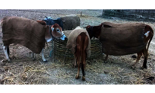 হিমশীতল বাতাসে দিনাজপুরসহ উত্তরাঞ্চলের গবাদিপশু গুলোও কাঁপছে