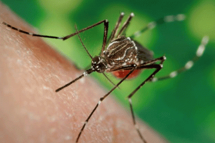 মিরপুর ও পুরান ঢাকায় প্রকোপ বেড়েছে এডিস মশার