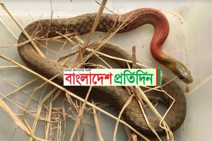 শ্রীমঙ্গলে বিষাক্ত লাল-গলা ঢোড়া সাপ উদ্ধার